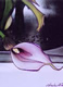 calla lily 6